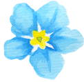 watercolor forget-me-not flowers